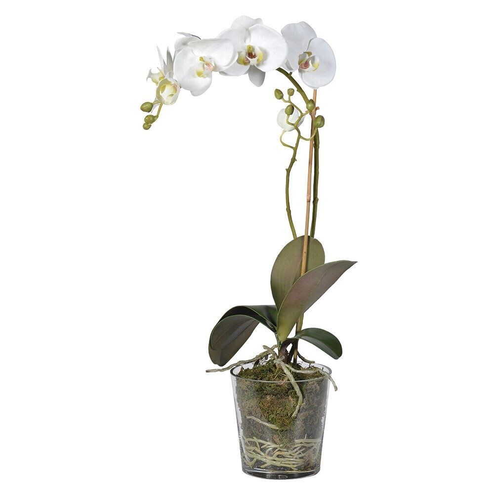 White Orchid Phalaenopsis Plant with Moss