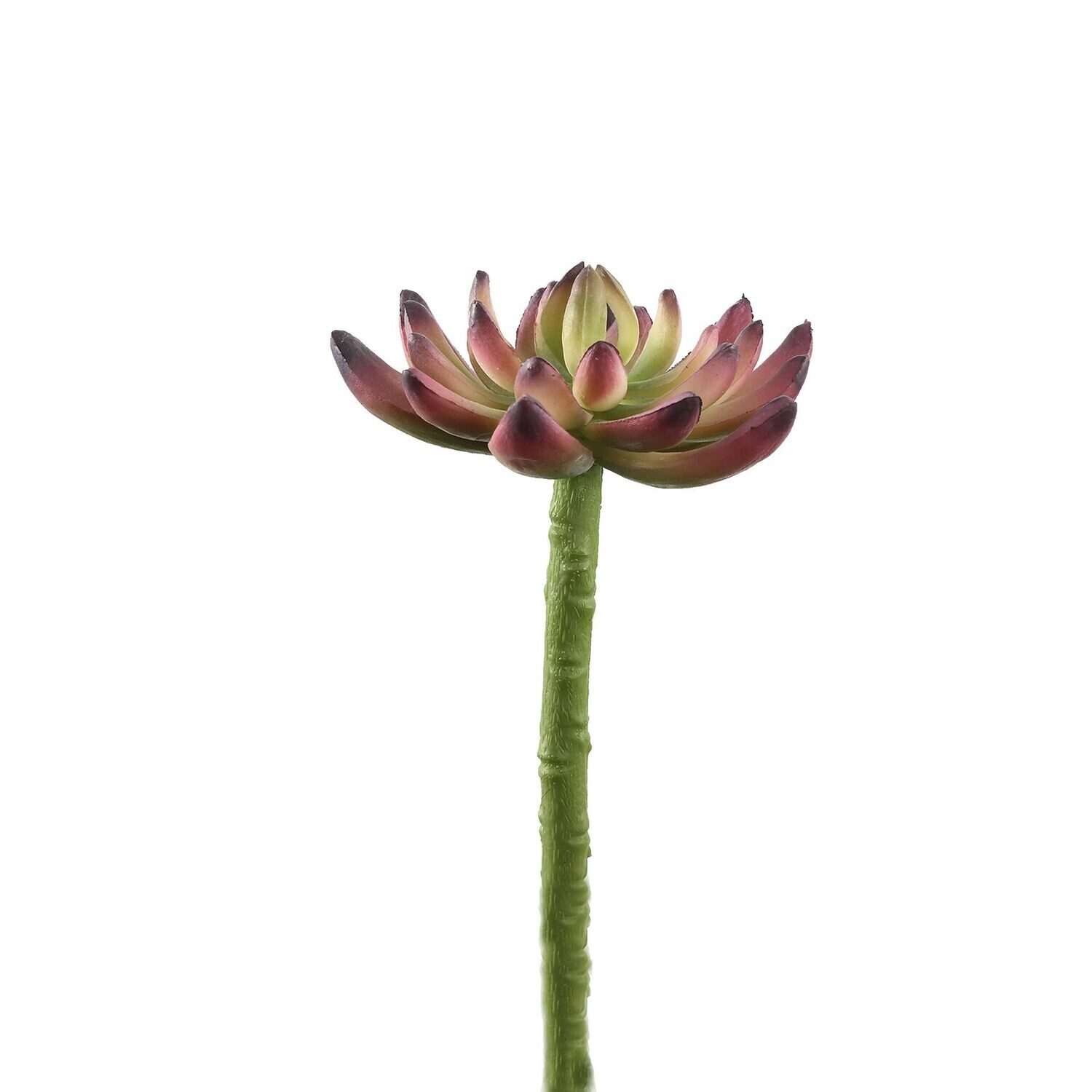Succulent Plant Aloe Pick