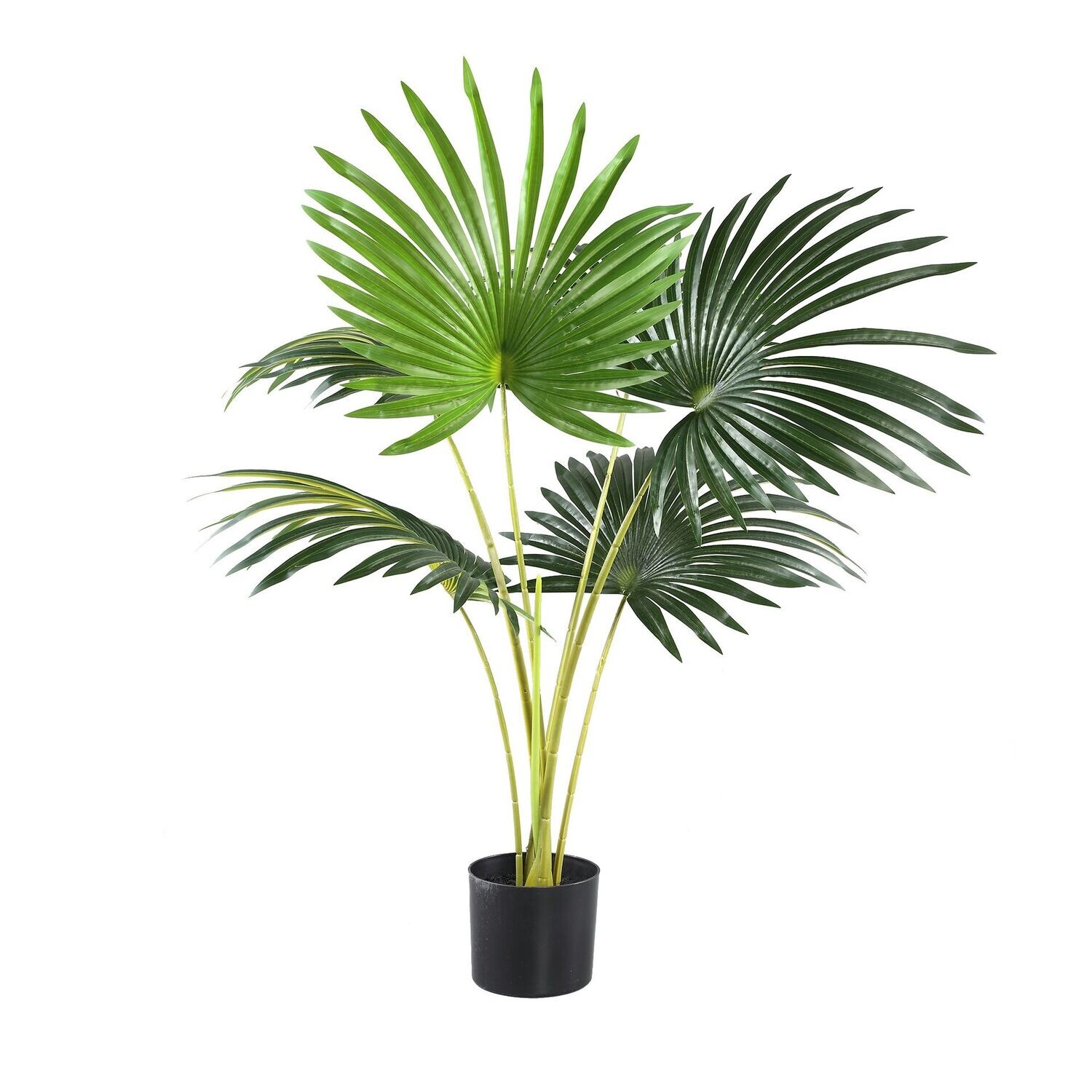 Palm Leaves Plant