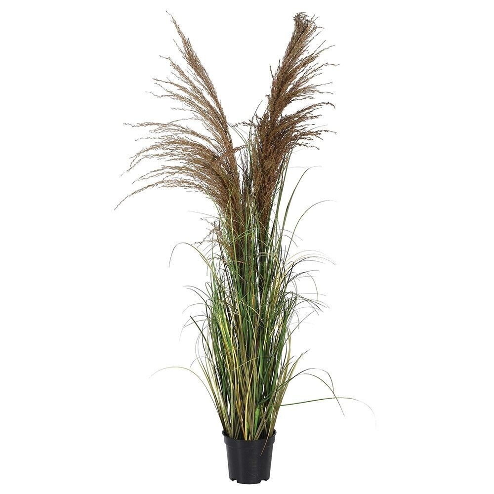 Wheat with Onion Grass in Black Pot