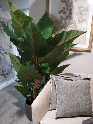 Potted Plants and Flowers