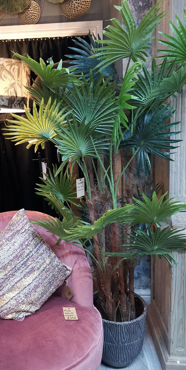 Chinese Palm (extra large) + Pot