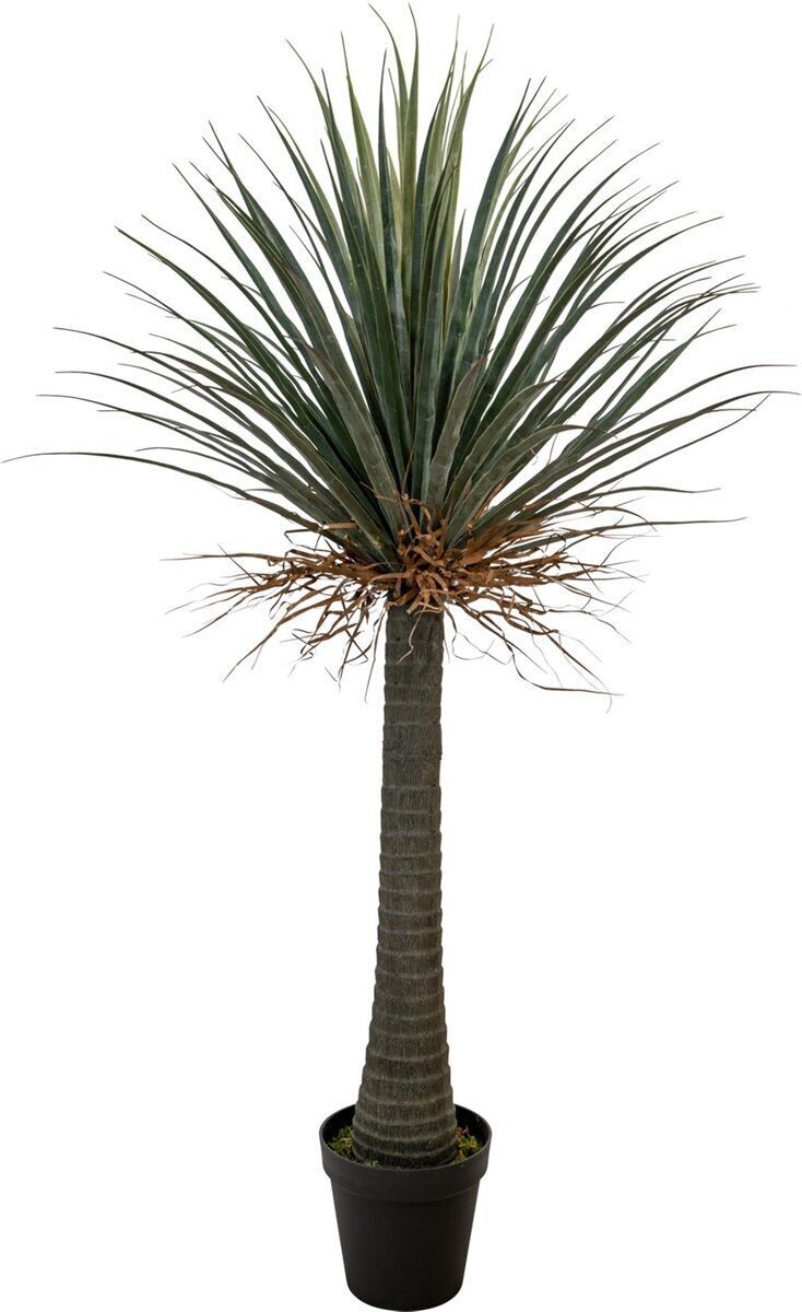 Nolina Plant