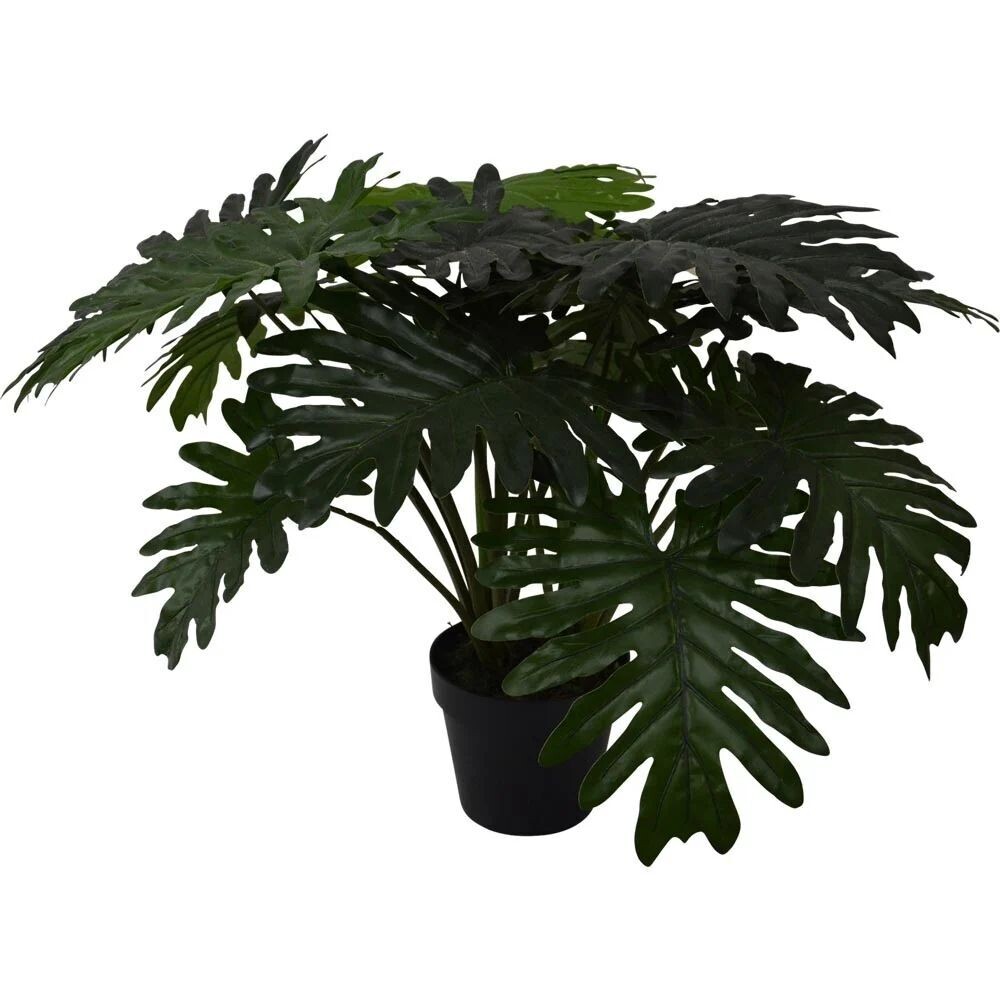 Philo Xanadu Plant