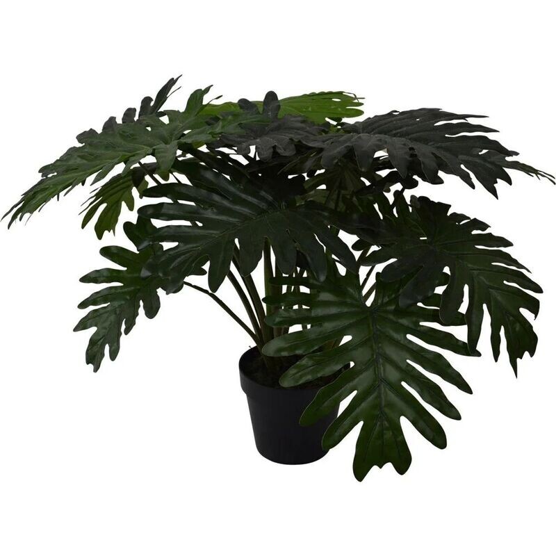 Philo Xanadu Plant