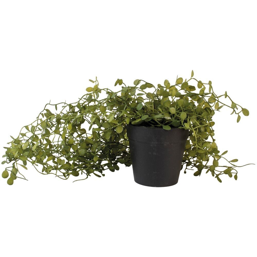 String of Nickels Plant