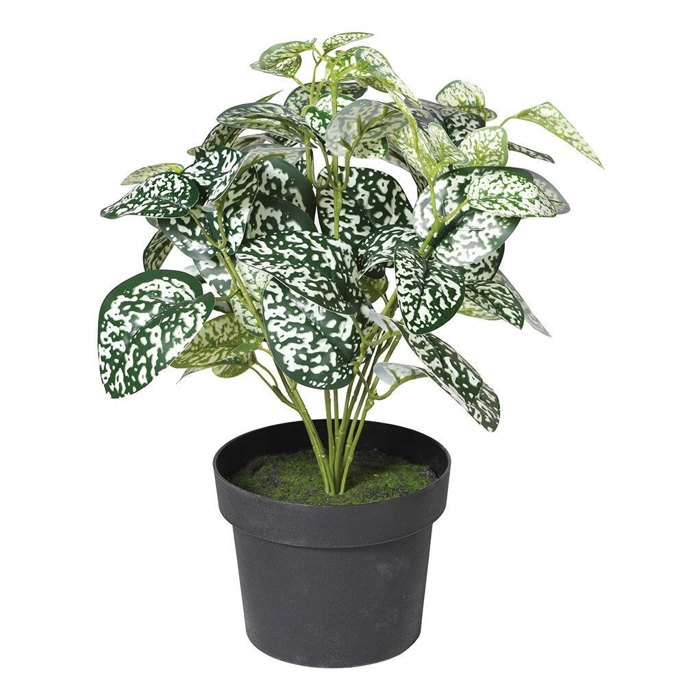 Chinese Evergreen Plant