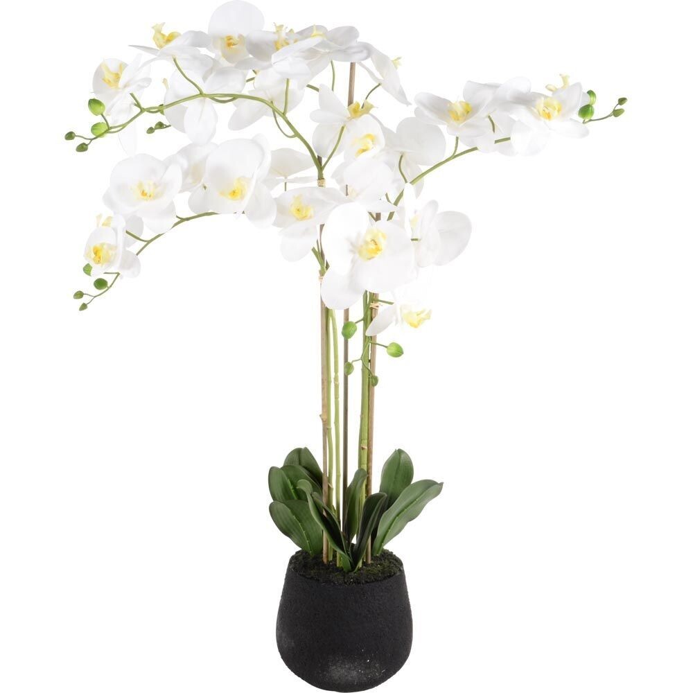 Phalaenopsis  5 Branch