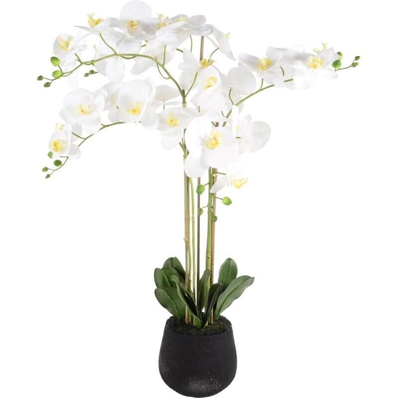 Phalaenopsis  5 Branch