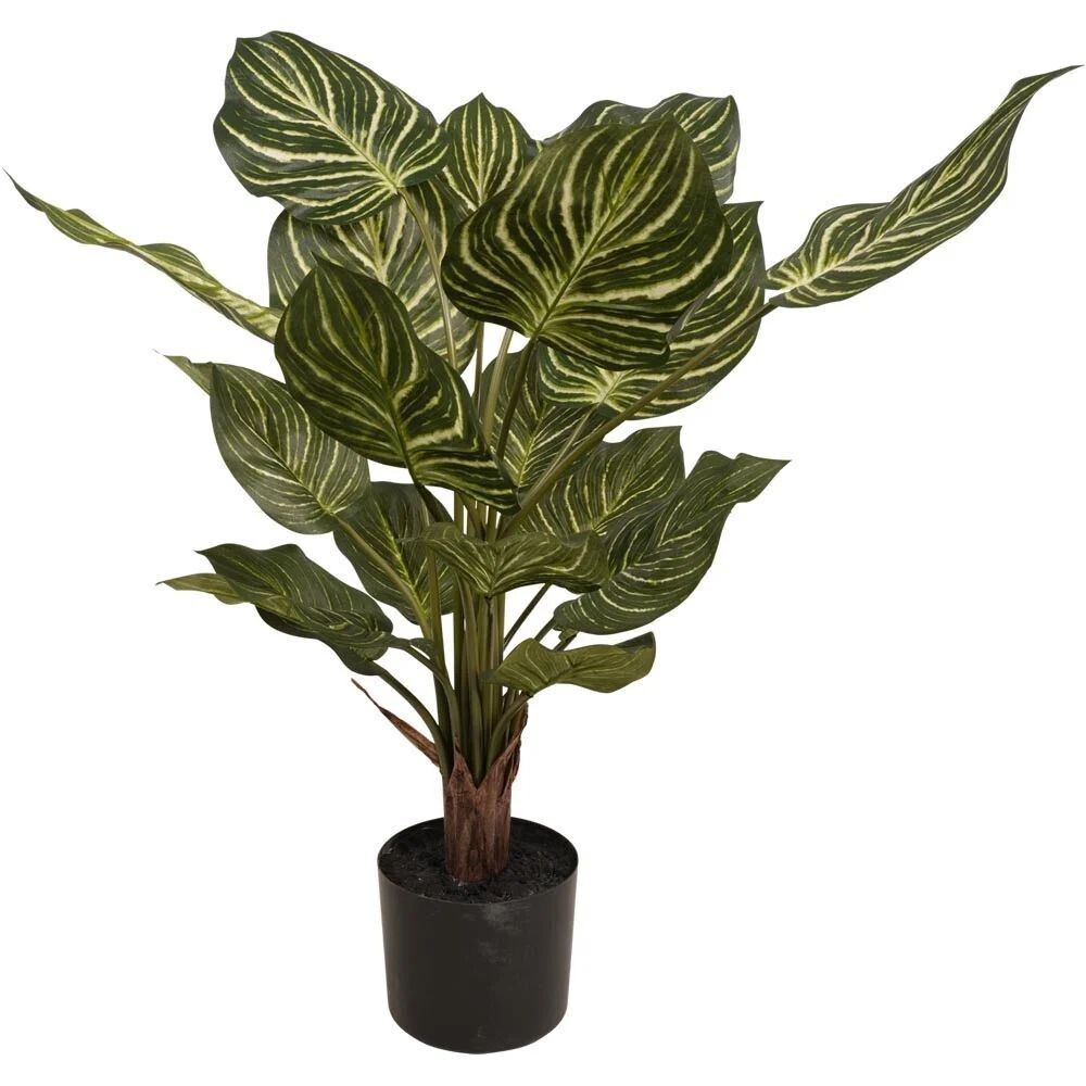Zebra Plant