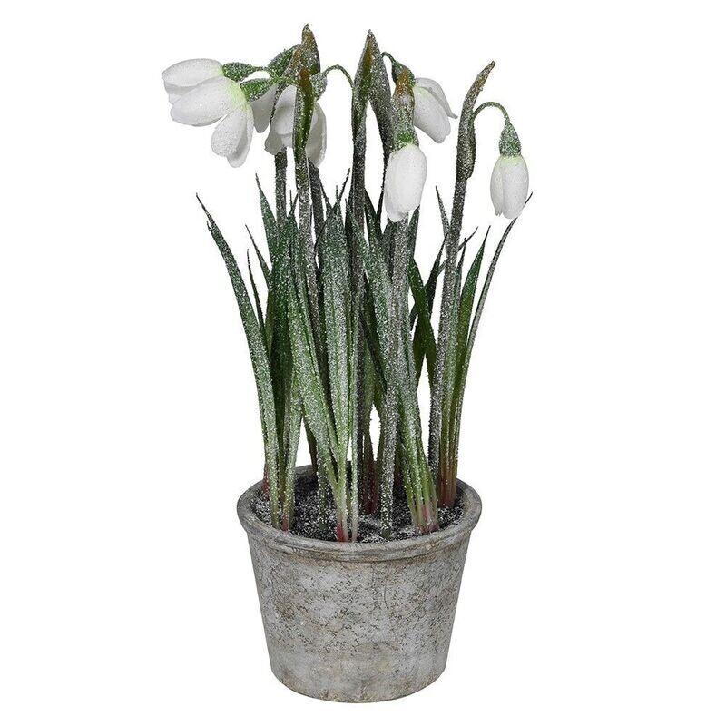 White Snowdrop Plant in Pot