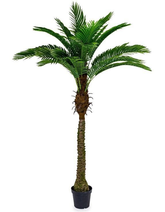 Palm Tree (large)