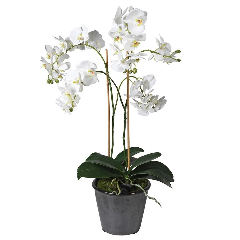 White Phalaenopsis in Black Pot