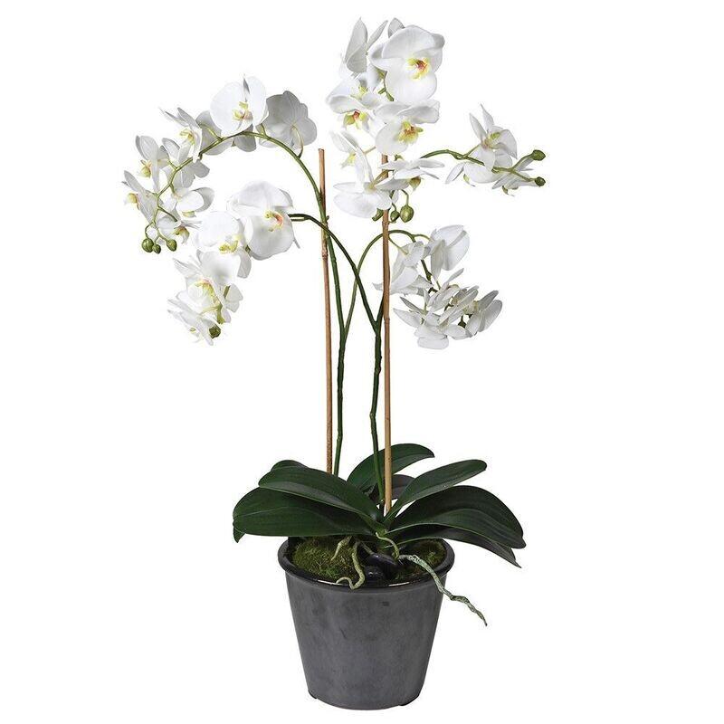 White Phalaenopsis in Black Pot