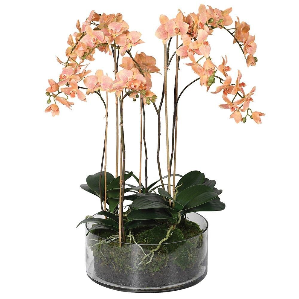 Phalaenopsis Orchid in Mossy Glass Pot