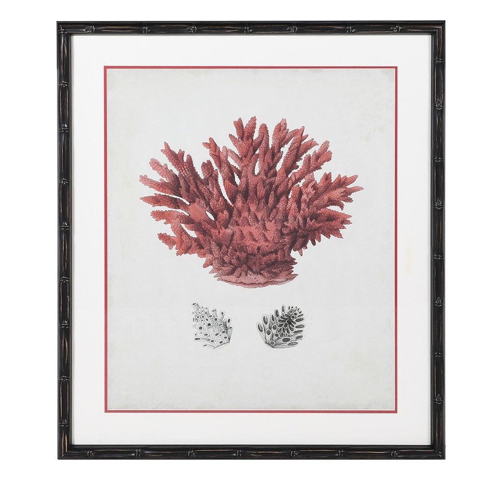 Red Coral Picture