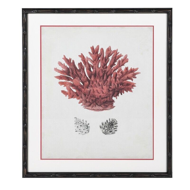 Red Coral Picture