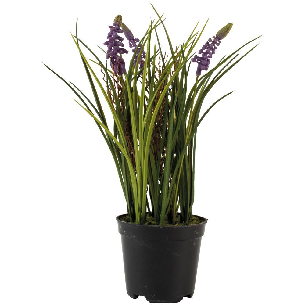 Grape Hyacinth in Pot