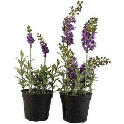 Mini Lavender in Pot (individually priced)