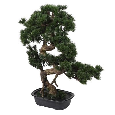 Pine Bonsai Tree