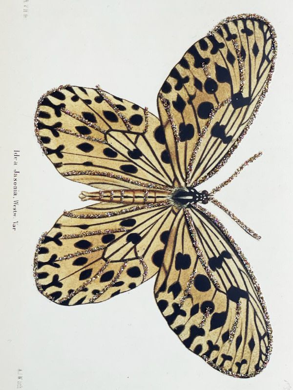Butterfly Blank Card