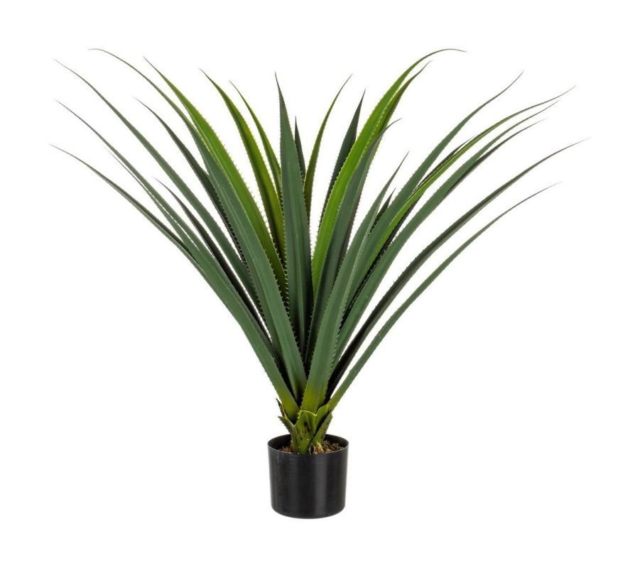 Ruscaceae Plant