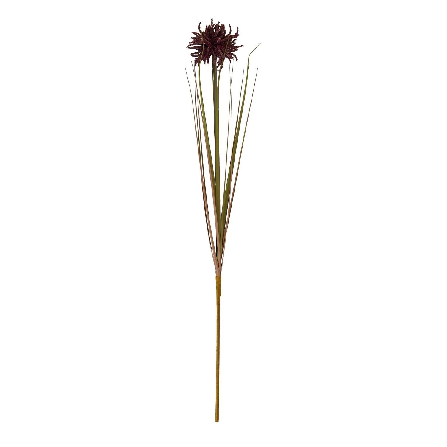 Aster Spider Chrysanthemum Stem