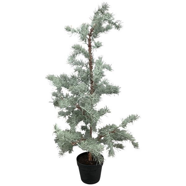 Himalayan Cedar Tree