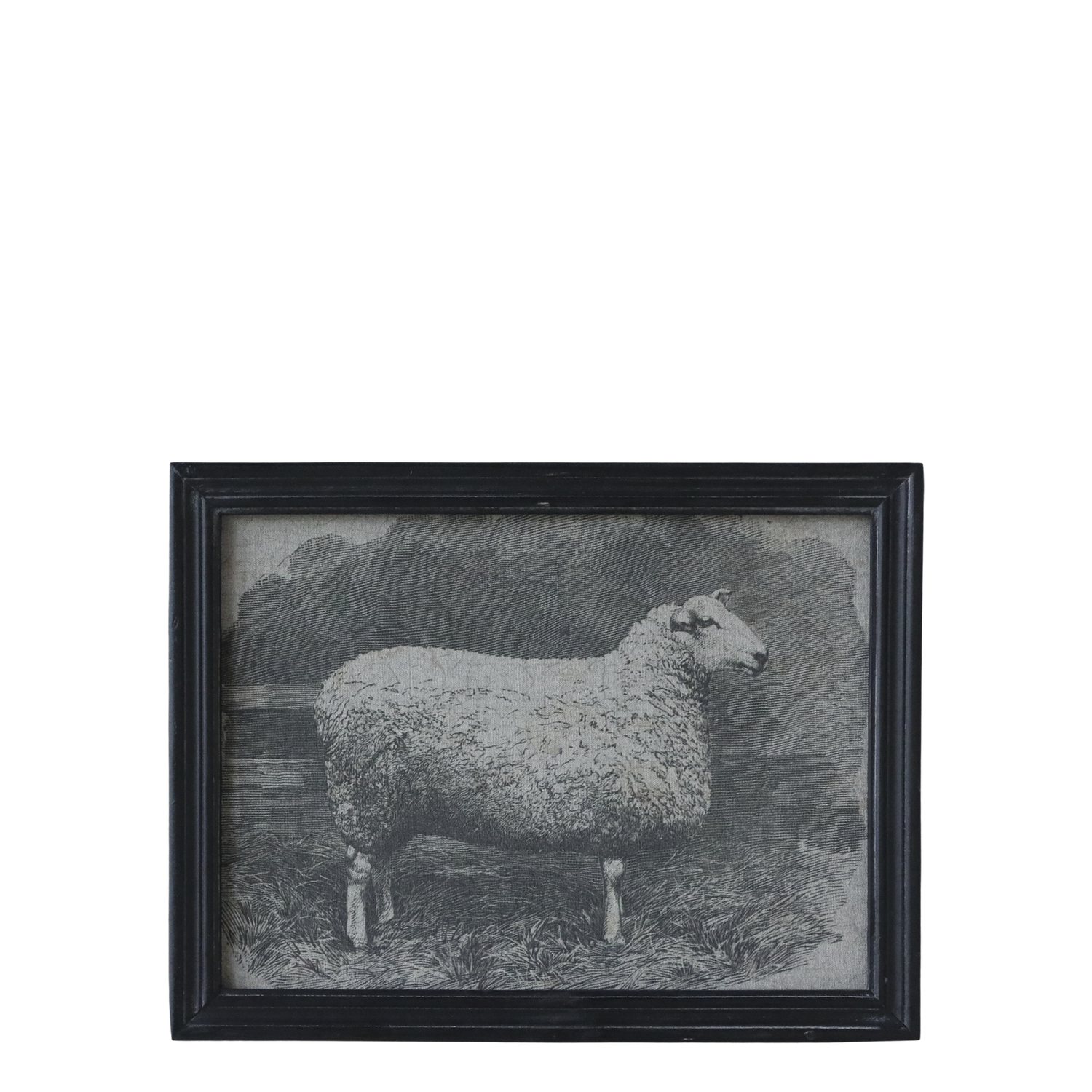 Sheep Picture