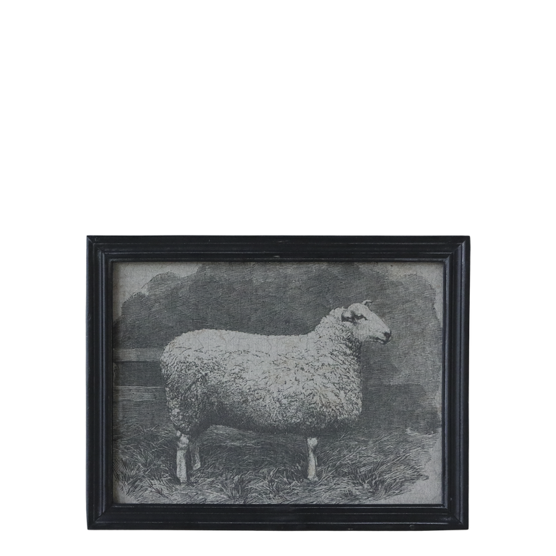 Sheep Picture