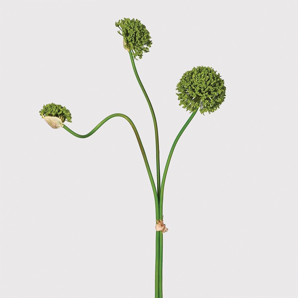 Green Multi Allium Bunch