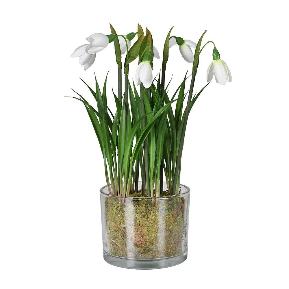 Snowdrop Plant in Glass Pot