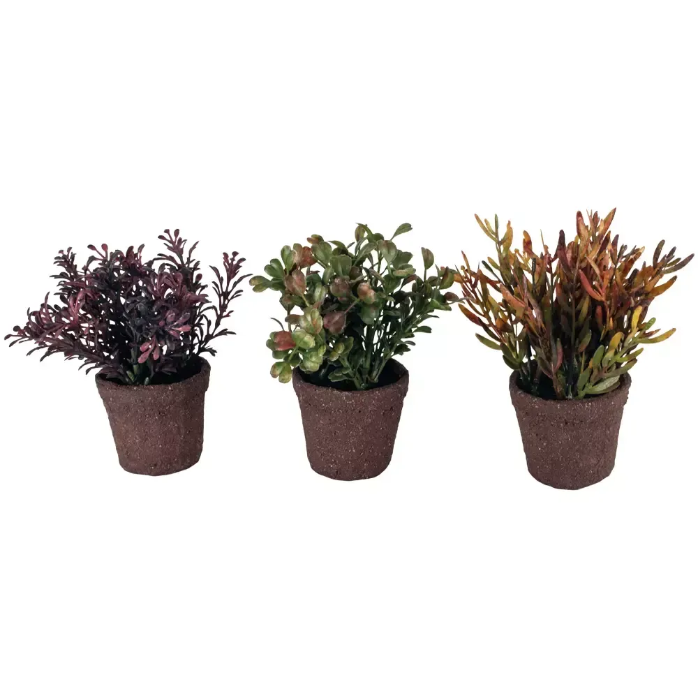 Mini Succulent (individually priced)