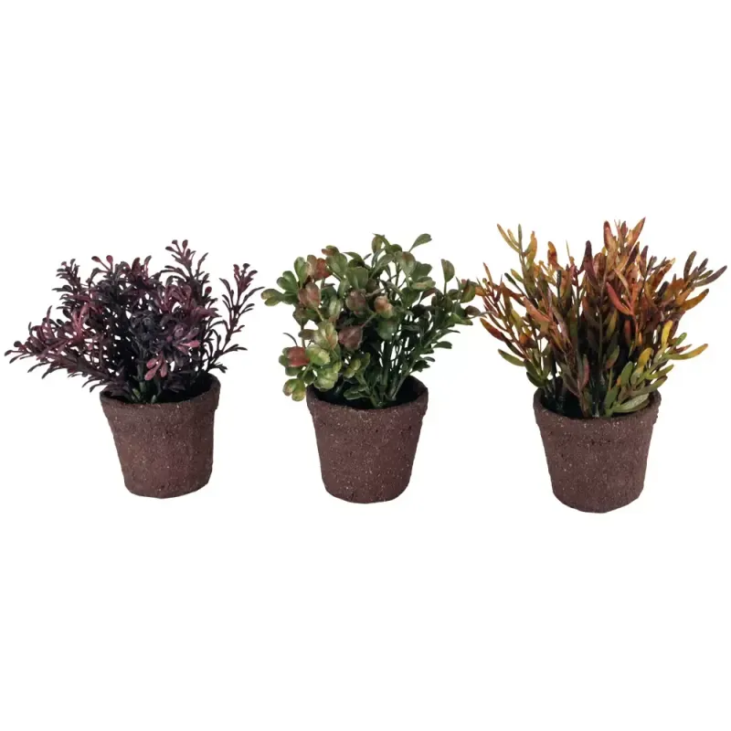 Mini Succulent (individually priced)
