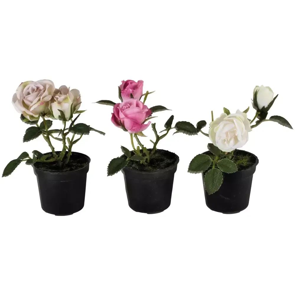 Mini Rose in Pot (individually priced)