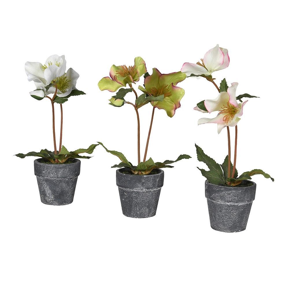 Hellebore in Pot (individually priced)