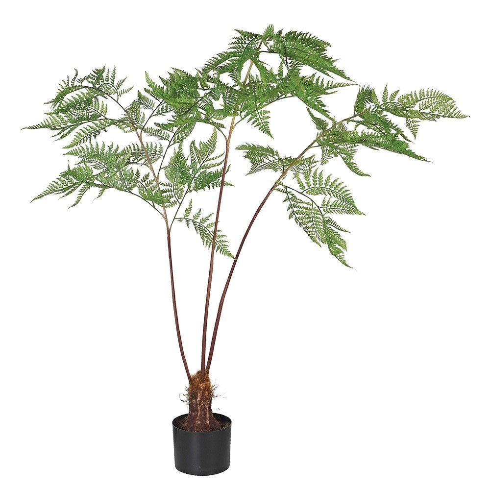Sword Fern Plant