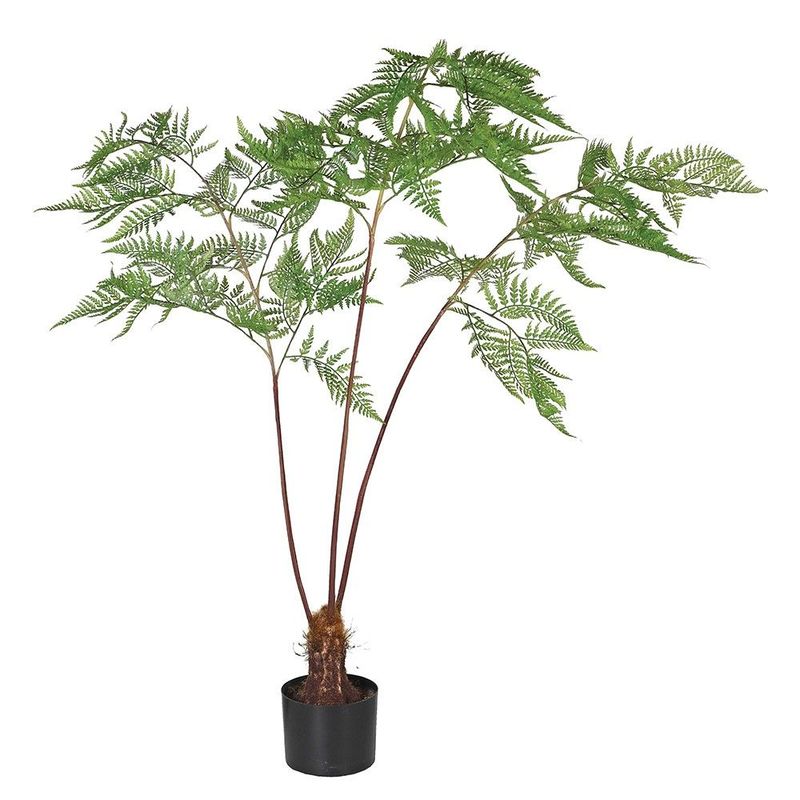 Sword Fern Plant