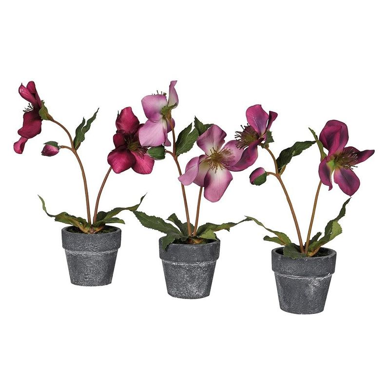 Hellebore in Pot (individually priced)