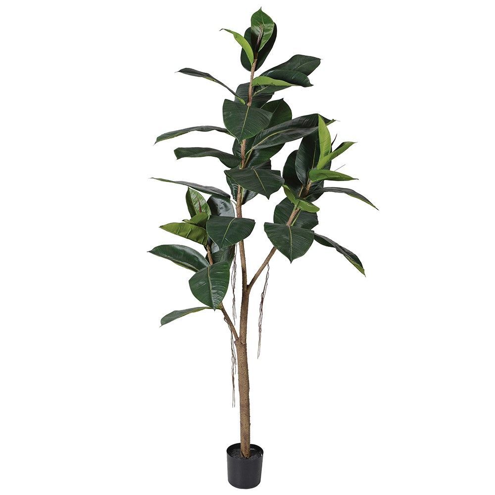 Green Rubber Tree in Black Plastic Pot
