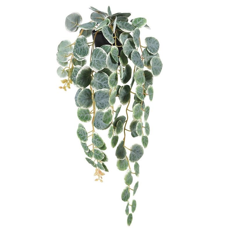 Hanging Saxifraga in Black Plastic Pot