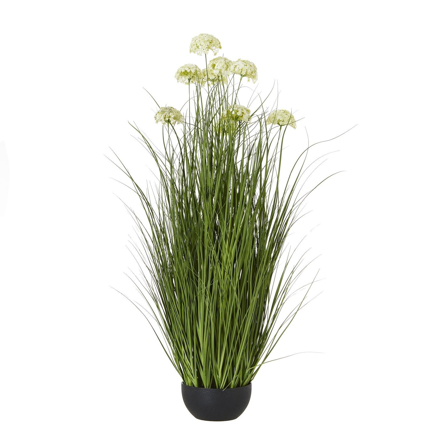 White Allium Plant