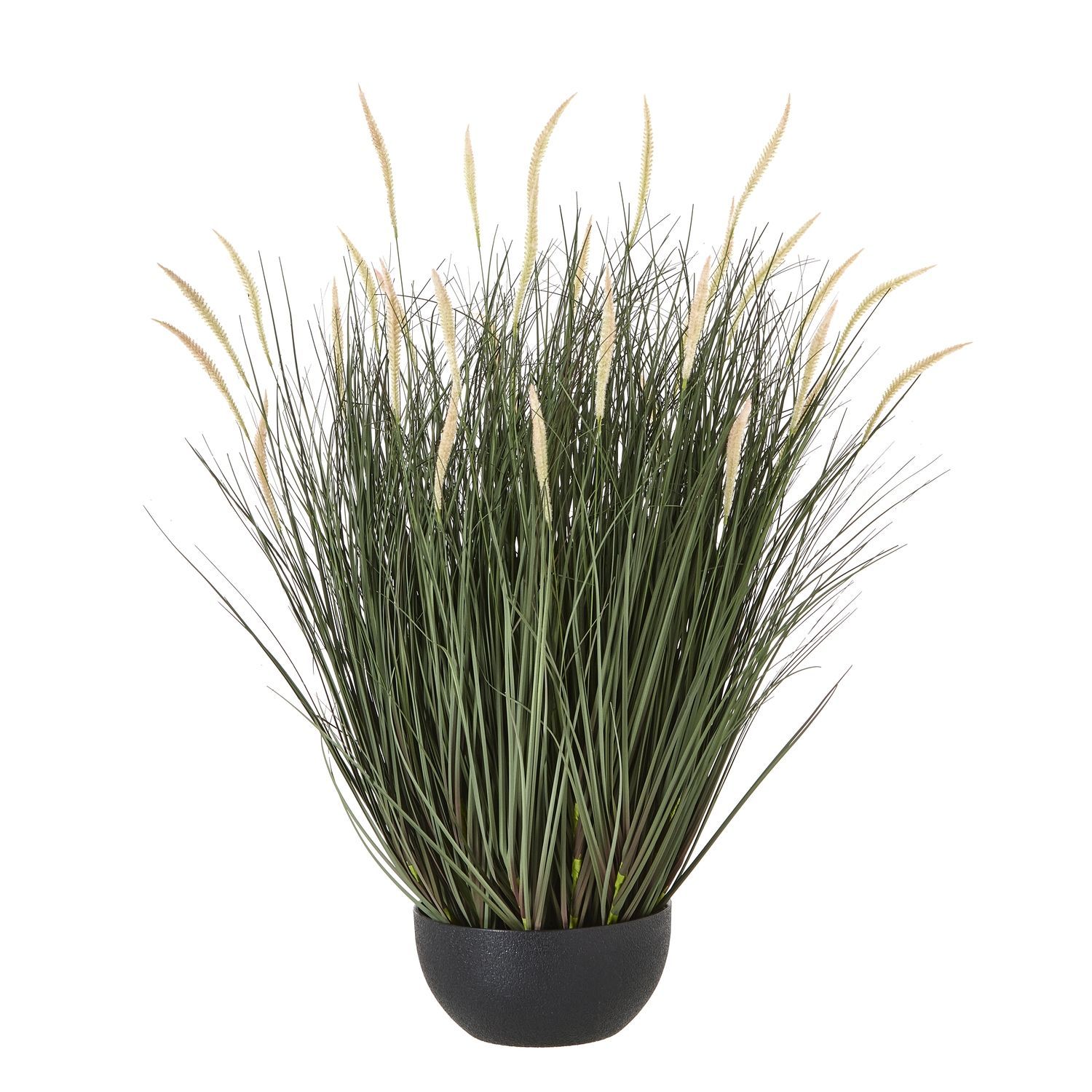 Fountain Grass Plant In Pot (large)