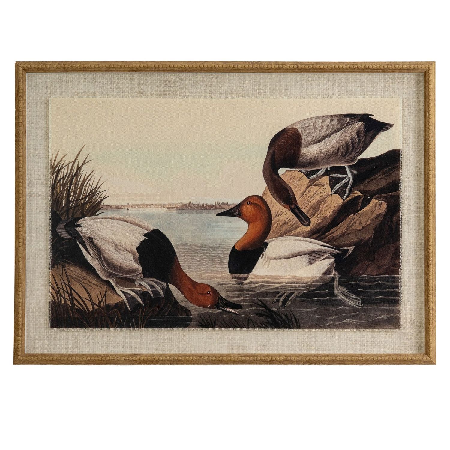 Pochards on Linen