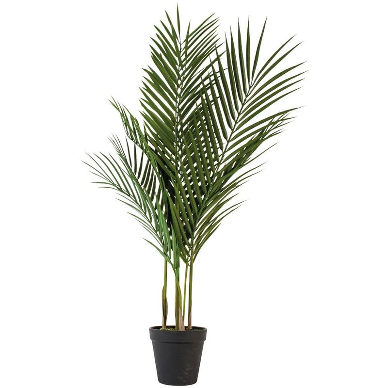 Parlour Palm in Pot