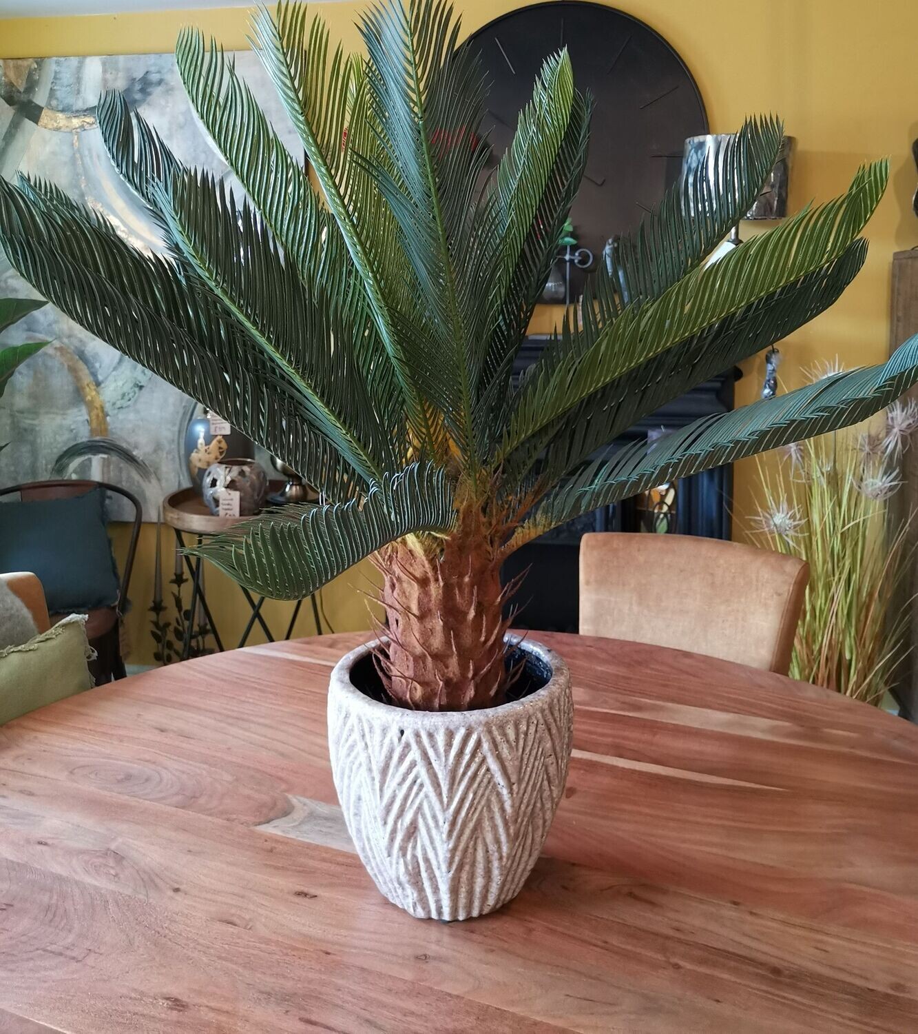 Cycas Revoluta Plant + Pot