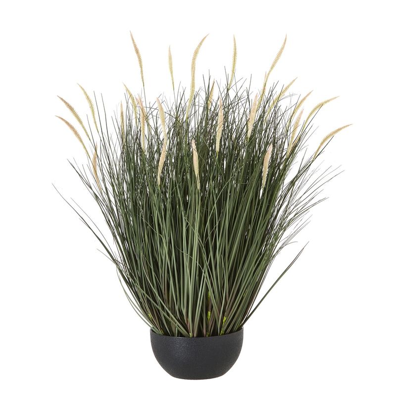 Fountain Grass Plant In Pot (large)