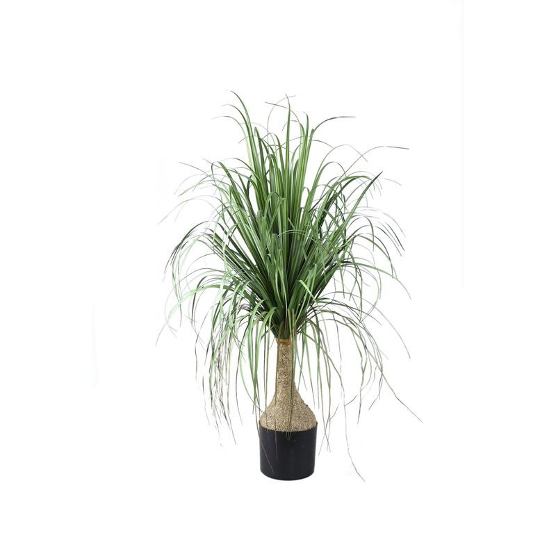 Green Onion Grass on Coconut Tree