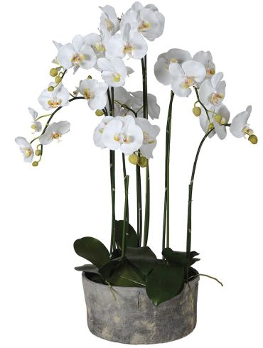 Orchid in Cement Pot