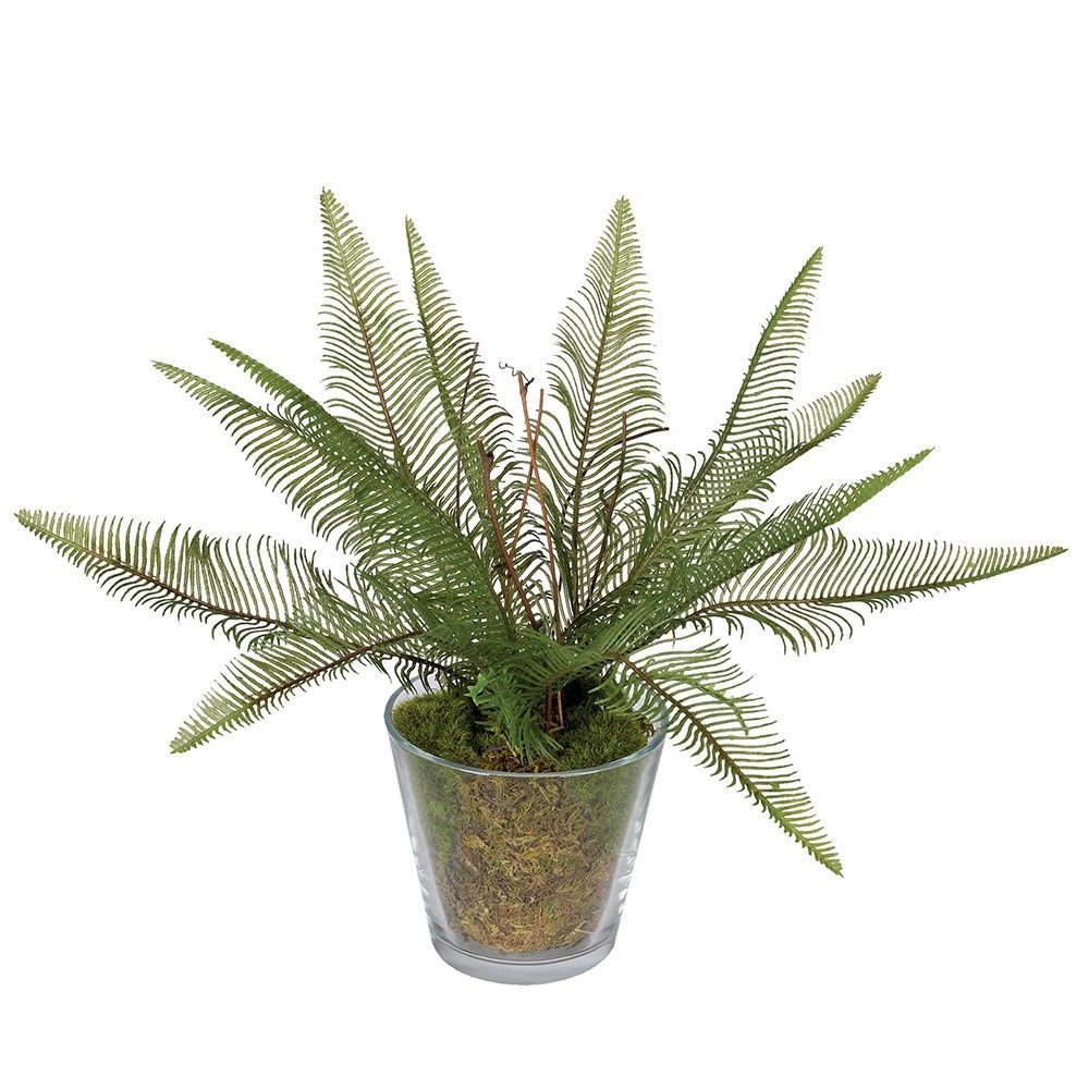 Fern in Glass Vase